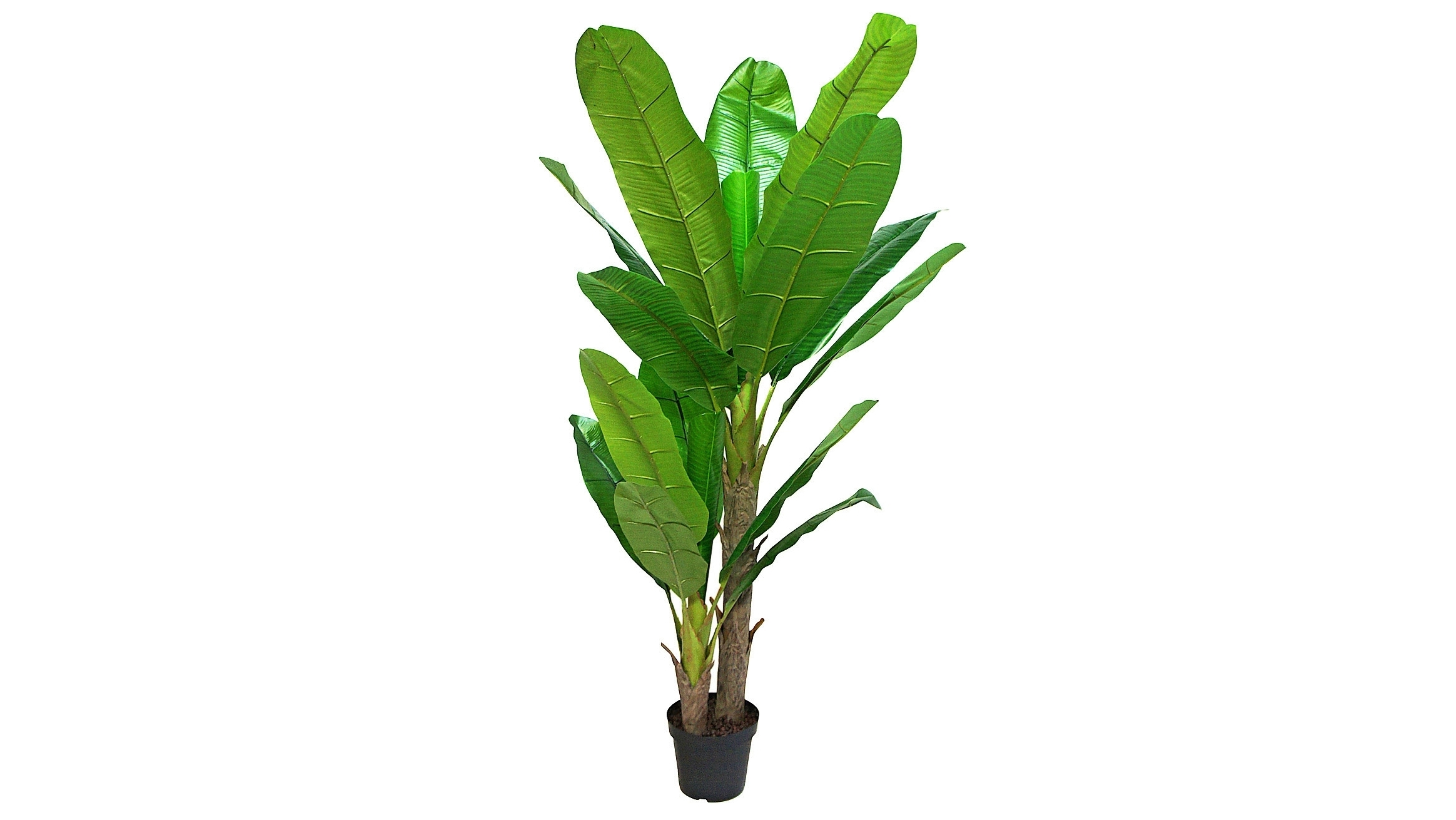 Buy Banana Tree Potted Plant | Harvey Norman AU