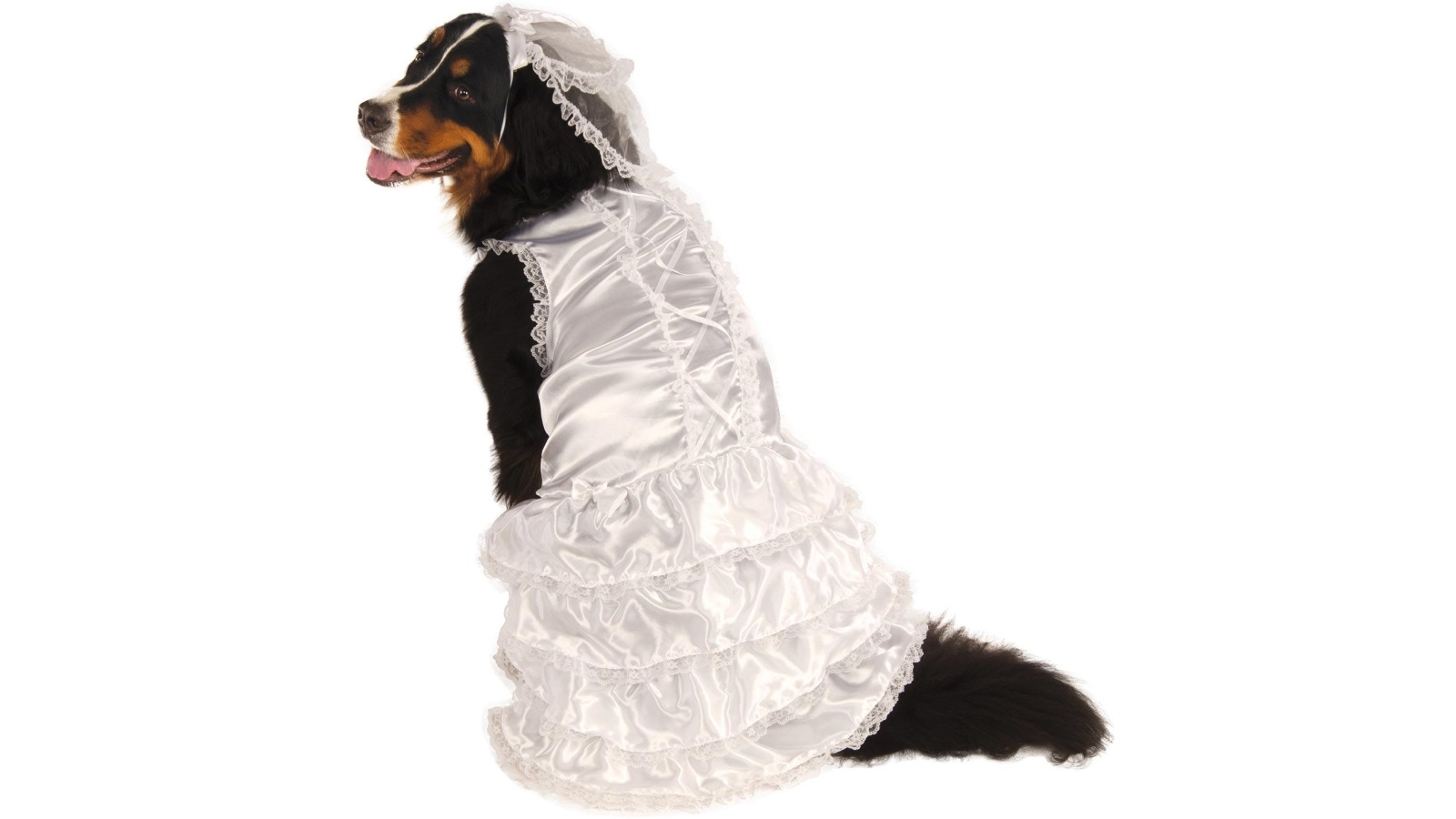 dog bride costume