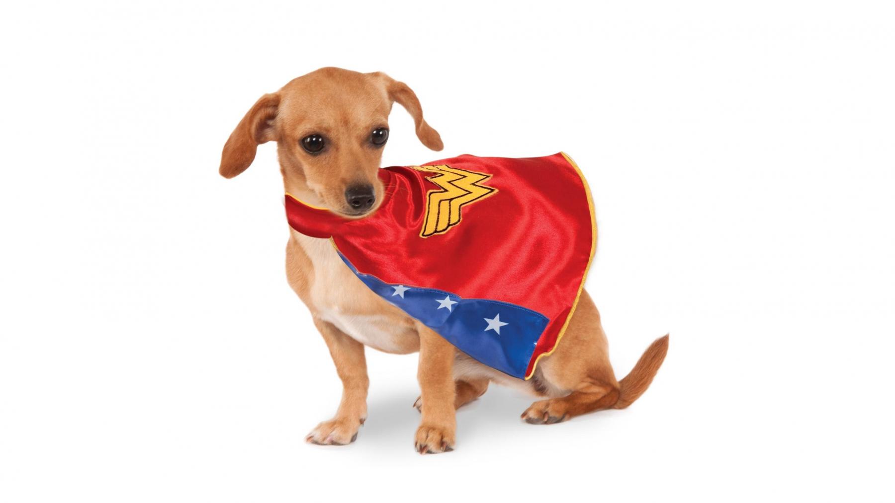 small dog wonder woman costume