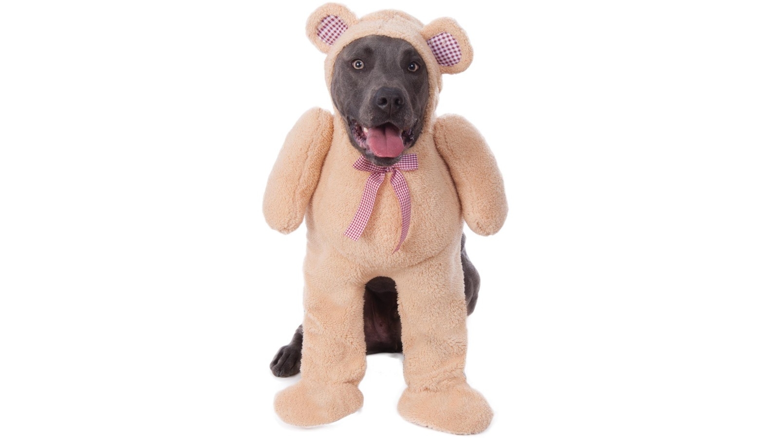 large teddy for dogs