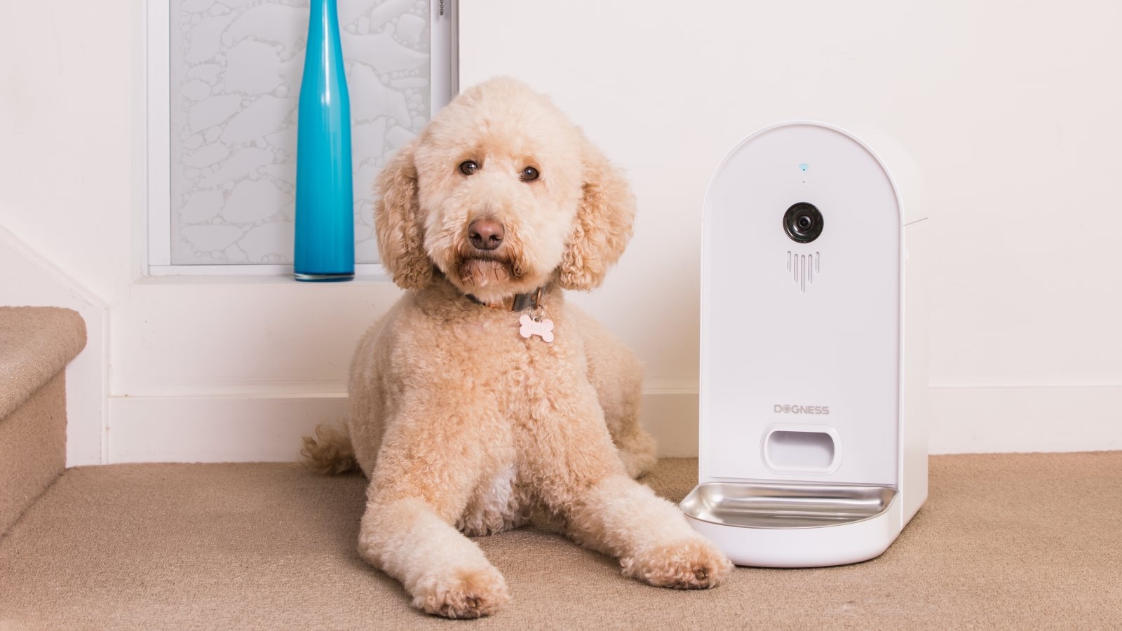 dogness smartcam feeder