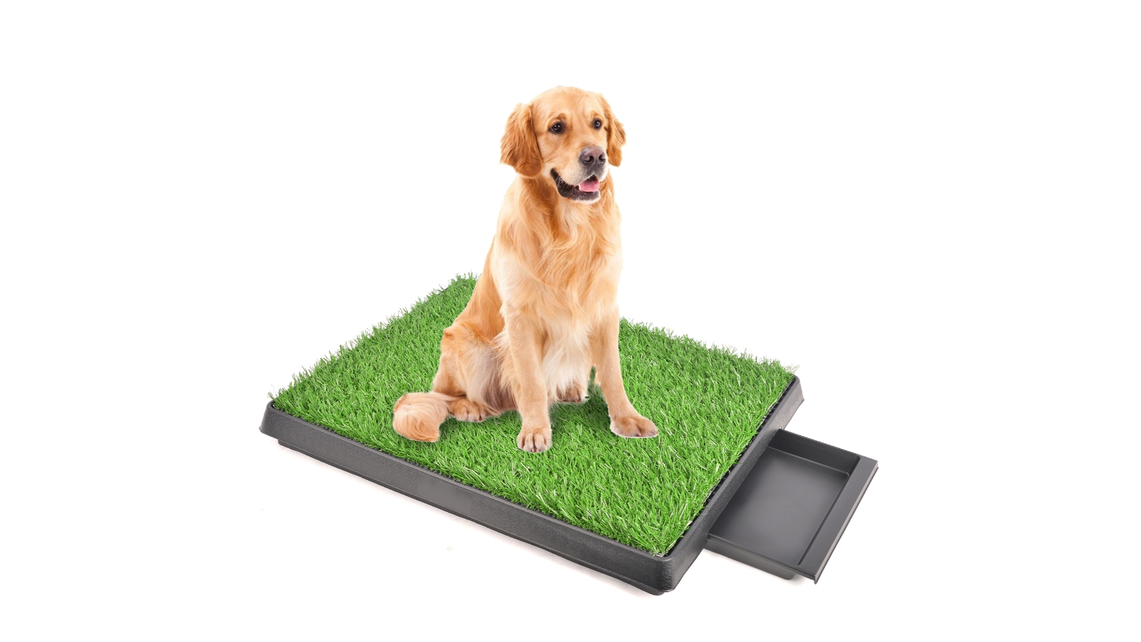 what happens if a dog urinates on artificial grass