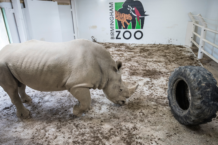 2 Carpets. 2 Weeks. 1 Rhino.