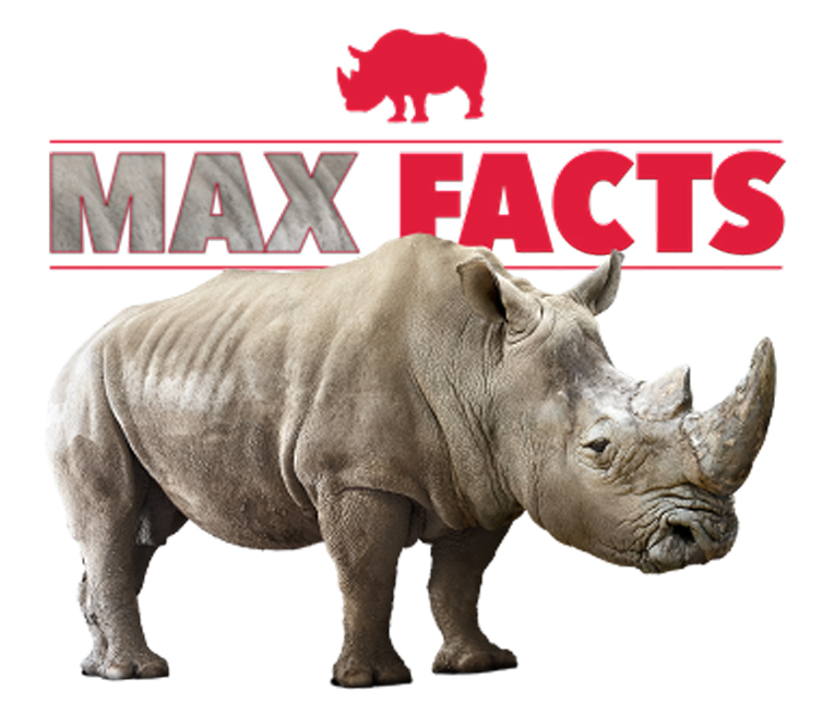 Meet Max the Rhino