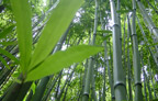 Is Bamboo Flooring right for me?